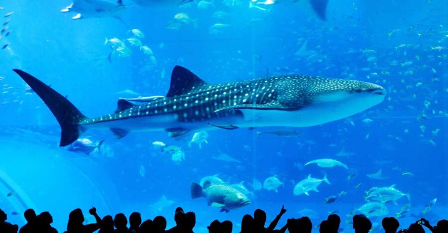Naha: North Okinawa Sightseeing Tour & Churaumi Aquarium - Getting from Naha to North Okinawa, without the stress