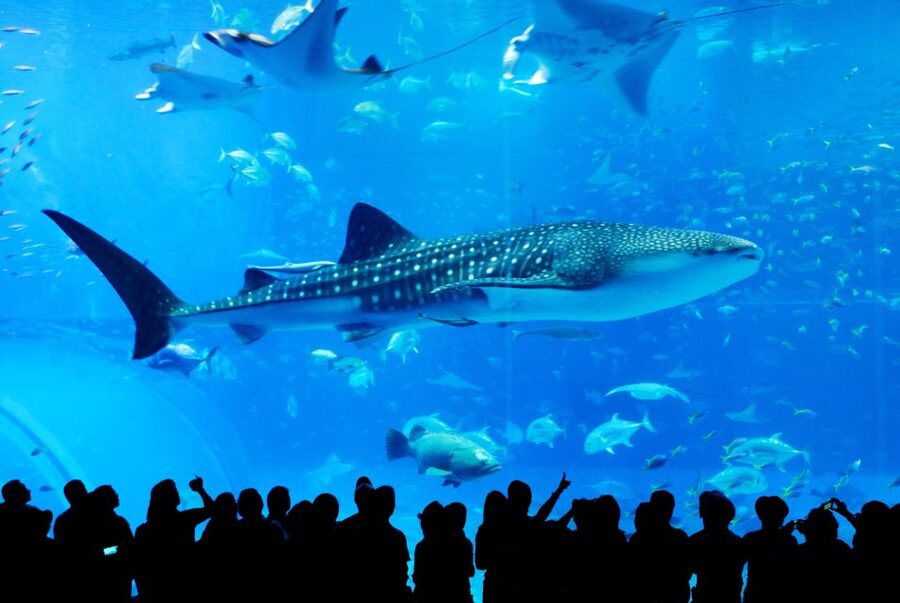 Naha: North Okinawa Sightseeing Tour & Churaumi Aquarium - Kouri Island over the Kouri Bridge: short time, big views