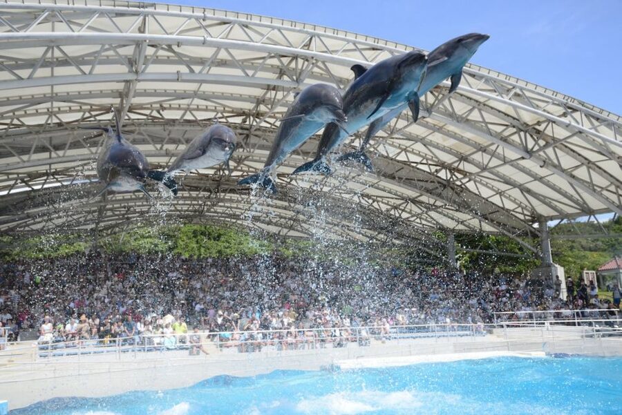 Naha: North Okinawa Sightseeing Tour & Churaumi Aquarium - Ocean Expo Park and Churaumi Aquarium: the main event, plan for stairs and crowds