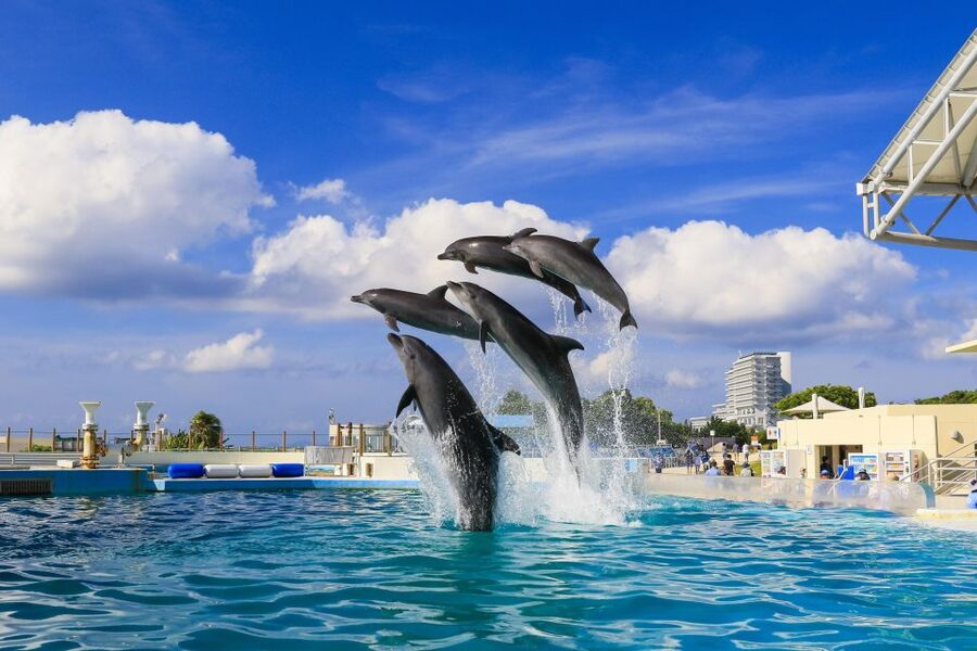 Naha: North Okinawa Sightseeing Tour & Churaumi Aquarium - Price and value: why this often feels like a bargain at $50