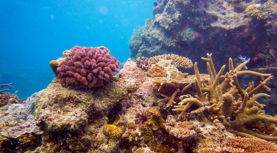 Naha, Okinawa: Kerama Islands Full-Day Intro-Diving Trip - Underwater time: your intro scuba session with certified guidance