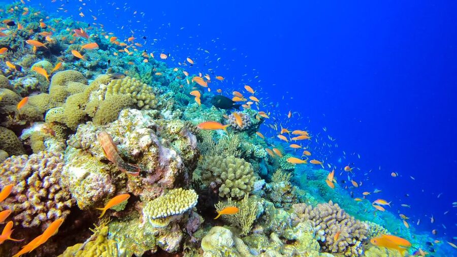 Naha, Okinawa: Kerama Islands Full-Day Intro-Diving Trip - The snorkeling stops between and around your session