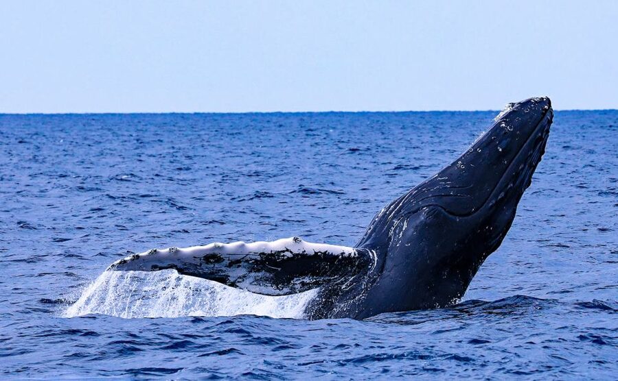 Naha, Okinawa: Kerama Islands Half-Day Whale Watching Tour - From Naha out to the whale zone: what the 4 hours really feels like