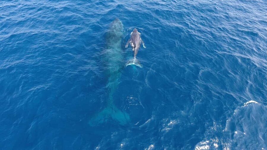 Naha, Okinawa: Kerama Islands Half-Day Whale Watching Tour - What onboard guidance actually changes for you