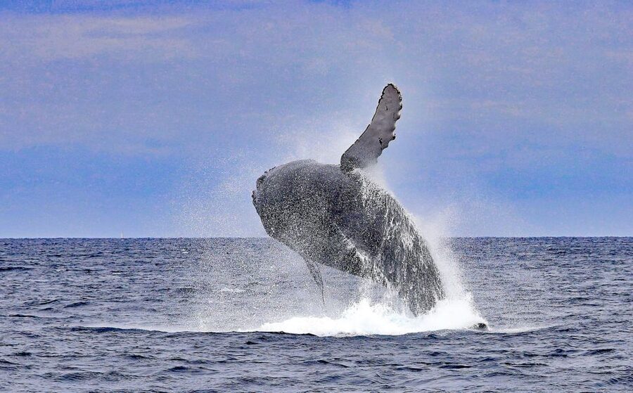 Naha, Okinawa: Kerama Islands Half-Day Whale Watching Tour - What you’ll see: the range from “distant but clear” to “calf moments”