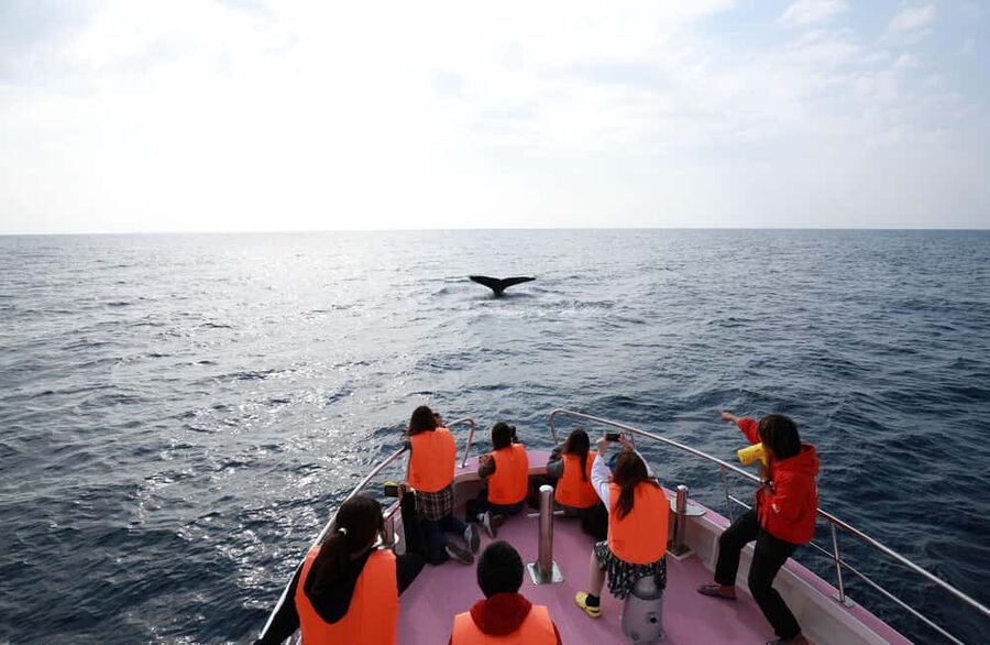 Naha, Okinawa: Kerama Islands Half-Day Whale Watching Tour - Not included: the one thing you must plan yourself