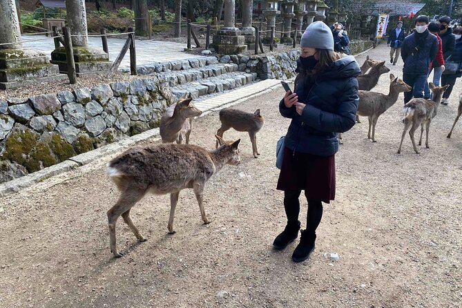 Nara 6hr Private Tour with Government-Licensed Guide - Kasugataisha Shrine and Wakakusayama Hill for views and spiritual geography