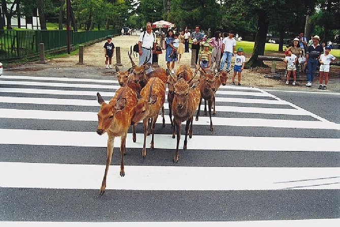 Nara Afternoon Tour from Kyoto or Osaka - Key highlights you will feel fast