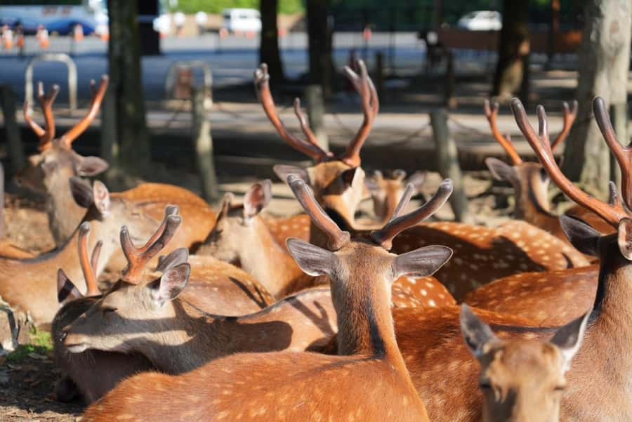 Nara Early Bird Tour (Kyoto Departure Option Available) - Key Highlights You Actually Feel on the Ground