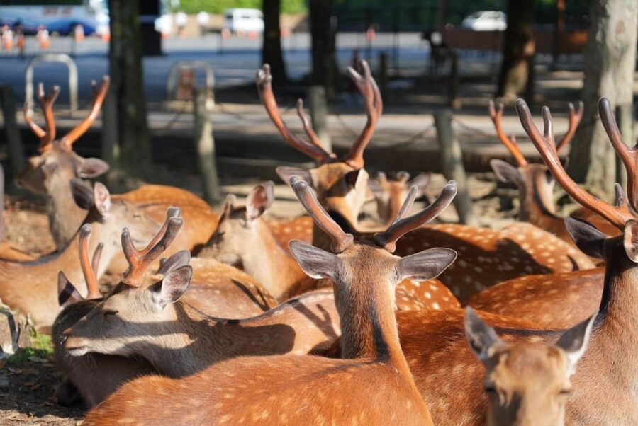 Nara Early Bird Tour (Kyoto Departure Option Available) - Kasuga Grand Shrine and Deer Time Without the Photo Headaches
