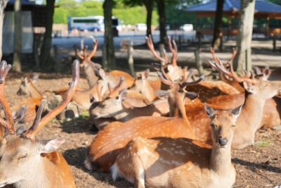 Nara Early Morning Tour (Kyoto or Osaka Departure Available)