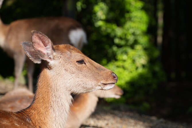 Nara Early Morning Tour (Kyoto or Osaka Departure Available) - Group size and pacing: maximum 12, about 10,000 steps