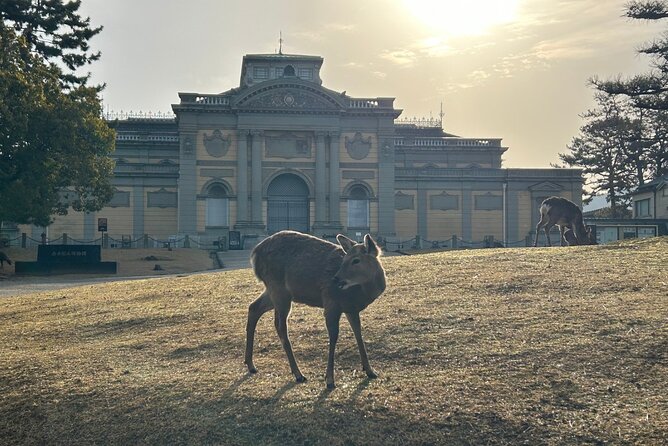 Nara Early Morning Tour (Kyoto or Osaka Departure Available) - Who should book this tour, and who should skip it