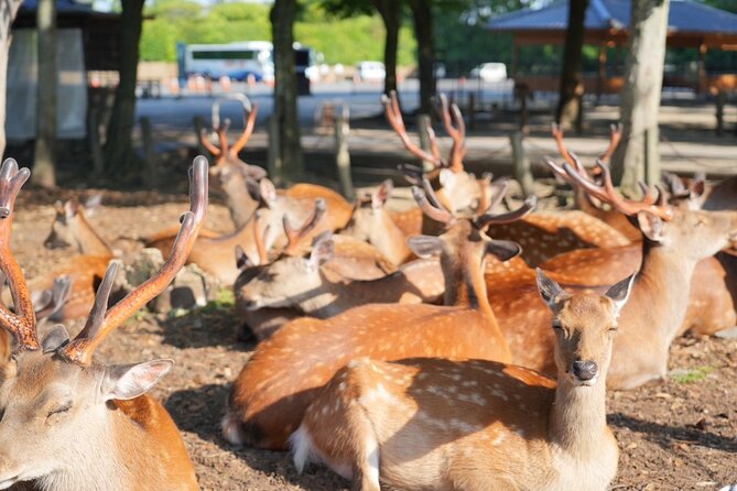 Nara Early Morning Tour (Kyoto or Osaka Departure Available) - The route in plain terms: 4 stops, about 4.5 hours
