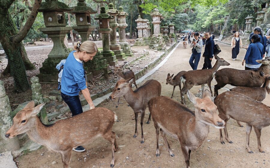 Nara: Great Buddha, Kasuga Shrine & Deer Park Tour - Key highlights to expect