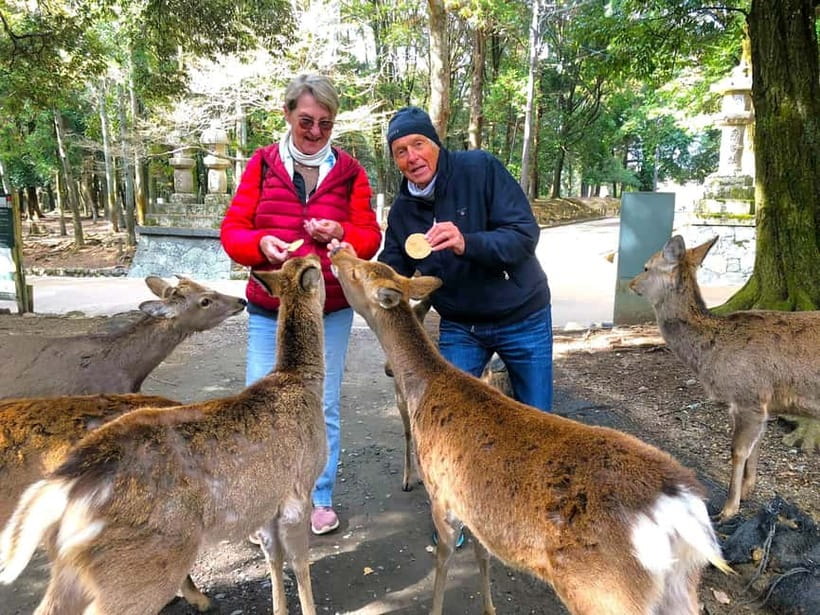 Nara: Great Buddha, Kasuga Shrine & Deer Park Tour - Nara in one afternoon: why this route works