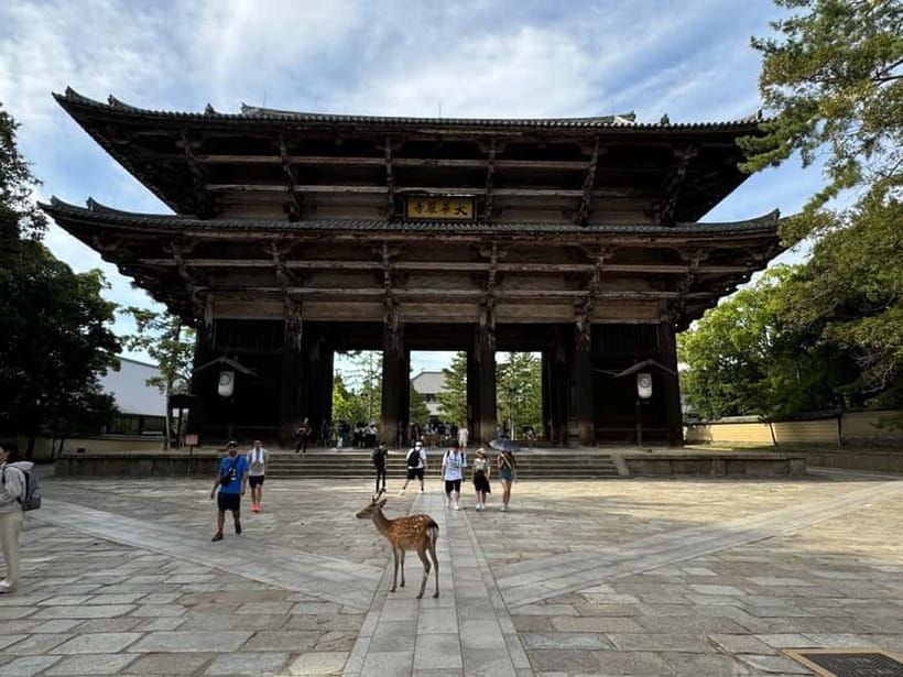 Nara: Great Buddha, Kasuga Shrine & Deer Park Tour - Kasuga Taisha lantern paths: a slow, spiritual change of pace