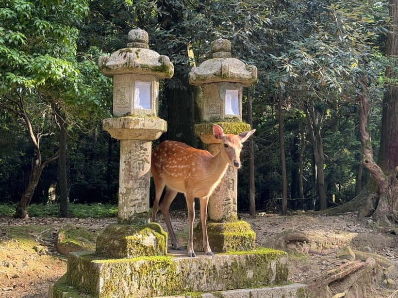 Nara: Great Buddha, Kasuga Shrine & Deer Park Tour - How to pace yourself for 3 hours of walking and steps