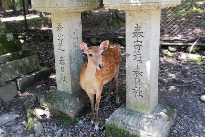 Nara Half Day Trip Walking Tour (Private Option Available) - Why this half-day Nara walk works so well