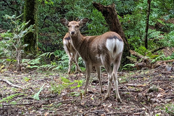 Nara - Heart of Nature Cross Bike Tour - Getting oriented fast at Japan Tour Adventure in Nara