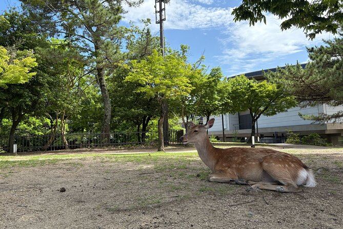 Nara Highlight Walking Tour with Furoshiki Experience with Lunch - Todai-ji Temple and the Great Buddha: scale you feel in your body