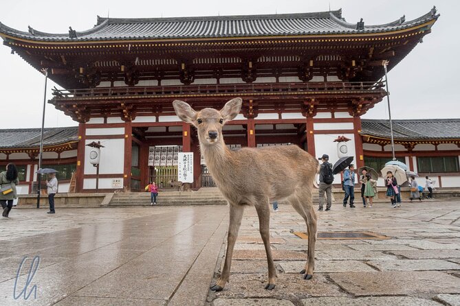 Nara Park, Osaka & Kobe from Kyoto Full Day tour - Osaka Castle for about an hour: what’s worth it