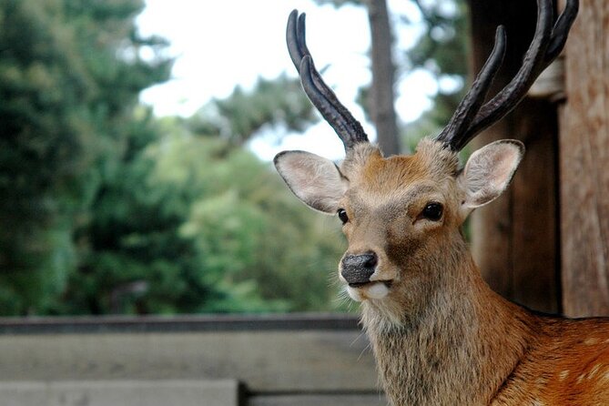 Nara Private Tour: Flexible Pickup from Kyoto, Osaka, or Nara - How a private half-day keeps Nara from feeling like a checklist