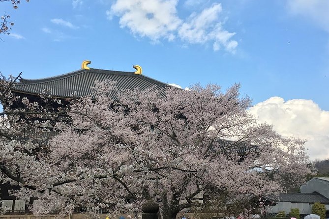 Nara private tour (Shore excursion available from Osaka or Kobe port) - Why private Nara works so well from Osaka or Kobe