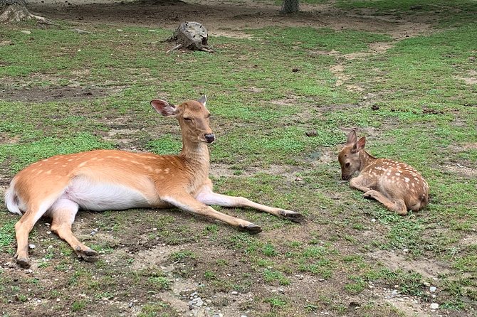 Nara private tour (Shore excursion available from Osaka or Kobe port) - Nara Park in 30 minutes: make the deer time count