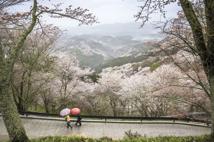 Nara: Private Walking Tour with a Local - Why a private walking tour is the best way to start in Nara