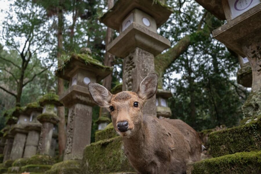Nara: Todai-ji y parque de Nara (Spanish Guide) - Price and value: does $85 make sense for 5 hours?