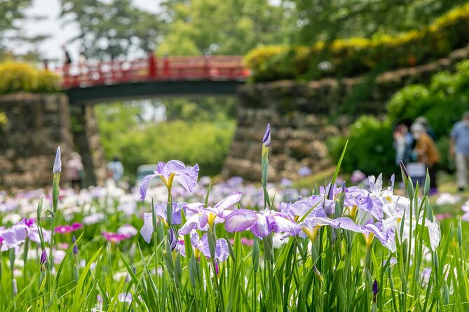 Odawara Castle and Town Guided Discovery Tour - Ninja-kan: separating ninja myth from practical reality