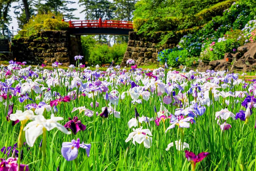 Odawara: Guided Ninja & Samurai Tour of Odawara Castle - Key things I’d focus on before you go