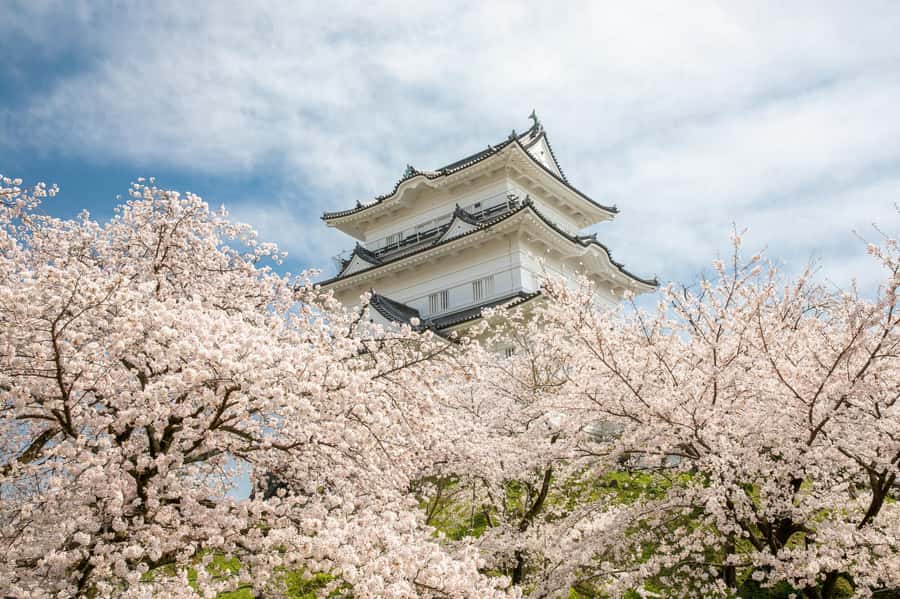 Odawara: Guided Ninja & Samurai Tour of Odawara Castle - The Hojo main keep walk: castle stories with real stakes