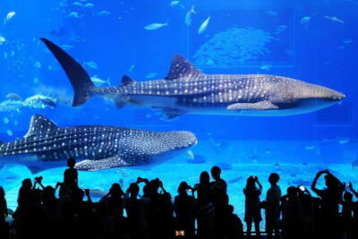Okinawa: Churaumi Aquarium, Ryukyu Village & Manza Bus Tour