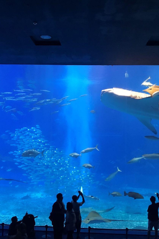 Okinawa Churaumi or Tropical, Kouri American Village BusTour - Churaumi Aquarium: big tanks, sharks, and reef life with built-in structure