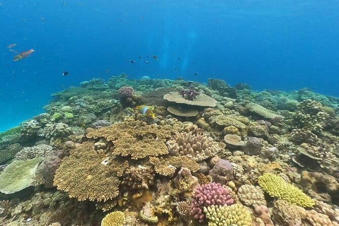 Okinawa: Discover SCUBA Diving 2 Dives at Minna, Sesoko or Motobu - Choosing the Sites: Minna Island, Sesoko Island, and Sakimotobu Waters