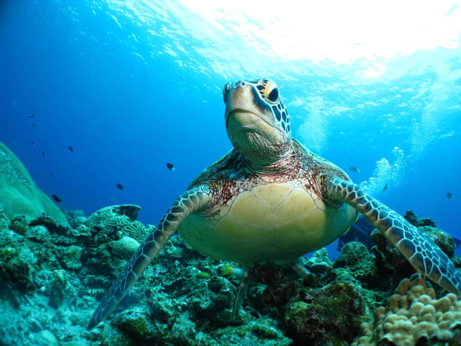 Okinawa: From Naha: Kerama Islands 1-day snorkeling tour - Wildlife rules and how to get the best views without stressing the reef