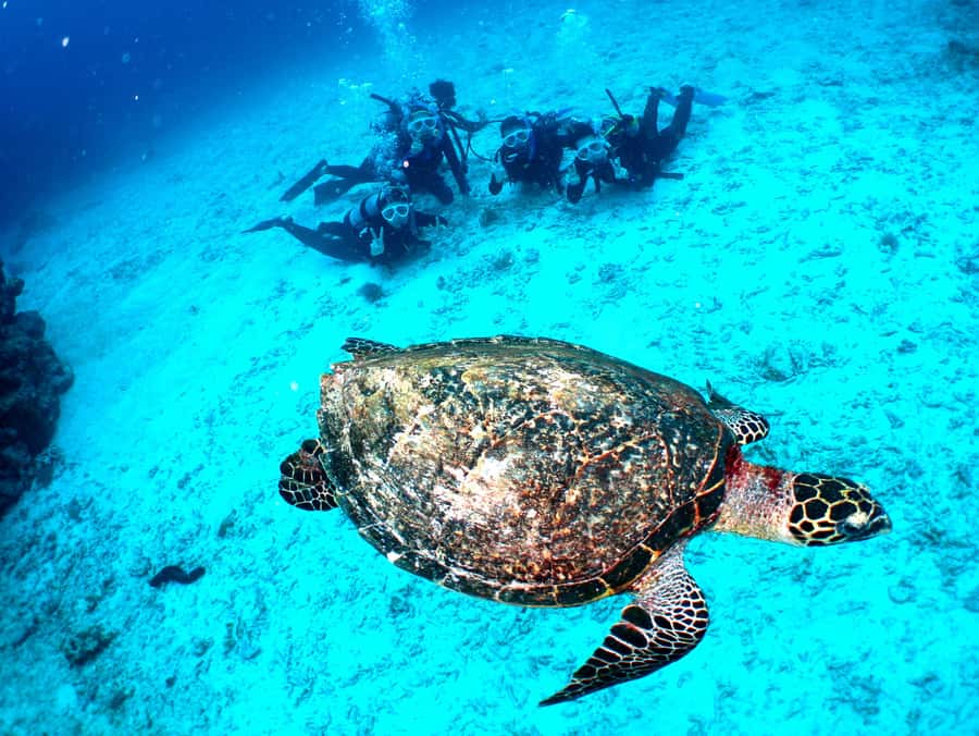 Okinawa: From Naha: Kerama Islands 1-day snorkeling tour - Who should book this Kerama snorkeling day from Naha
