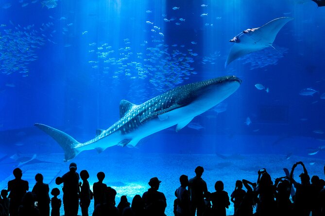 Okinawa HIP-HOP BUS B - 1 Course Tour (Okinawa Churaumi Aquarium) - Key highlights you should care about