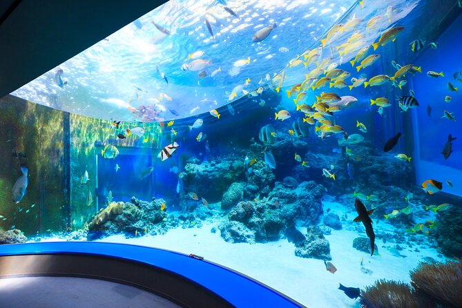 Okinawa HIP-HOP BUS B - 1 Course Tour (Okinawa Churaumi Aquarium) - A one-day Okinawa hit list built around Churaumi and Cape Manzamo