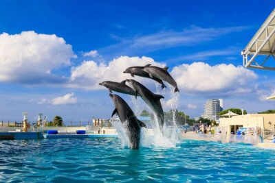 Okinawa HIP-HOP BUS B – 1 Course Tour (Okinawa Churaumi Aquarium)