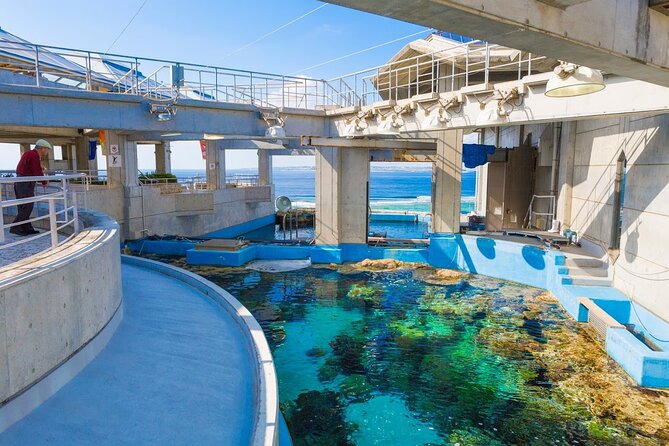 Okinawa HIP-HOP BUS B - 1 Course Tour (Okinawa Churaumi Aquarium) - Bise Fukugi Namiki: the green tunnel walk and the 17th-century idea behind it