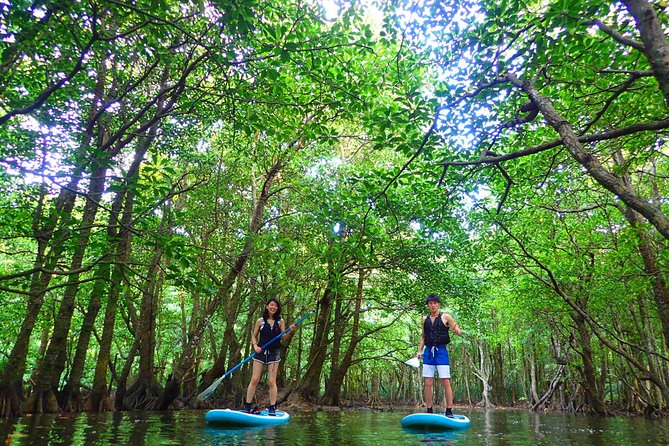 Okinawa Iriomote Mangrove SUP or Canoe Tour - A calm mangrove river is the real secret to a beginner-friendly paddle
