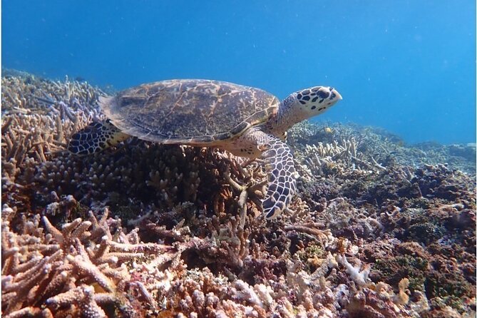 Okinawa Iriomote Snorkeling Tour at Coral Island - Half-day snorkeling on Iriomote that actually fits your schedule