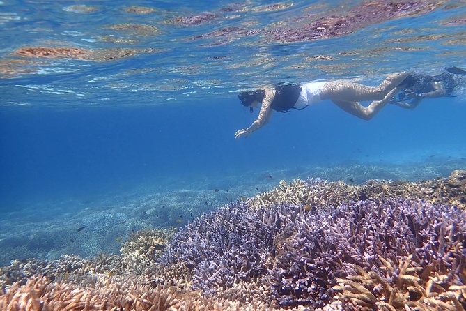 Okinawa Iriomote Snorkeling Tour at Coral Island - What the guides do for beginners (and why it matters)