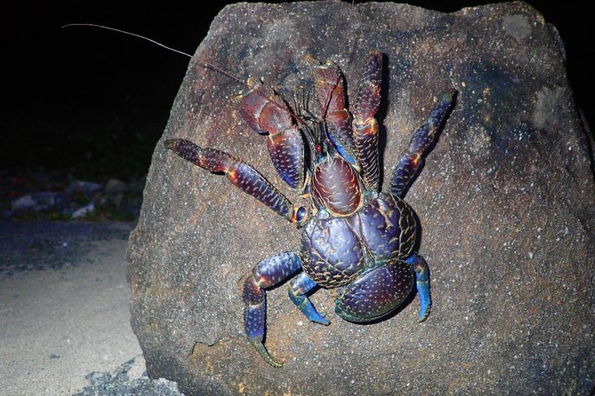Okinawa Iriomotejima Night Adventure Tour - Key highlights you should know
