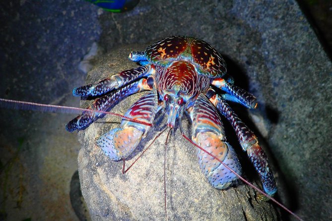 Okinawa Iriomotejima Night Adventure Tour - About the Iriomote Cat Chances