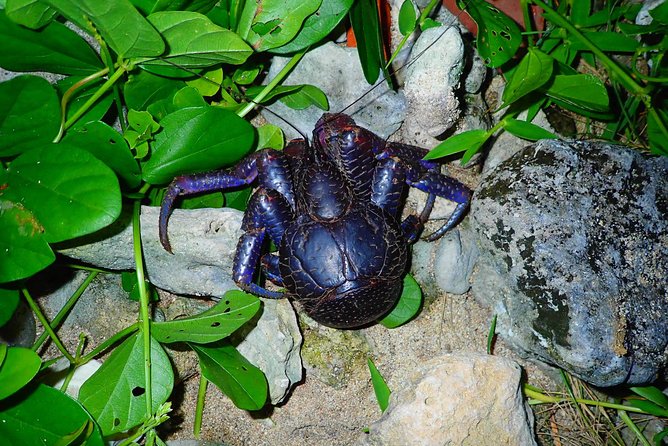 Okinawa Ishigaki Island Night Starry sky and Jungle night tour - What The Night Walk Feels Like (Jungle, Beach, and Dark-Sky Stops)