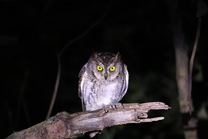 Okinawa Ishigaki Island Night Starry sky and Jungle night tour - Guides and Language: Why English May Vary